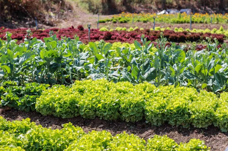 Natural Pest Control: 19 Eco-Friendly Ways to Protect Your Garden