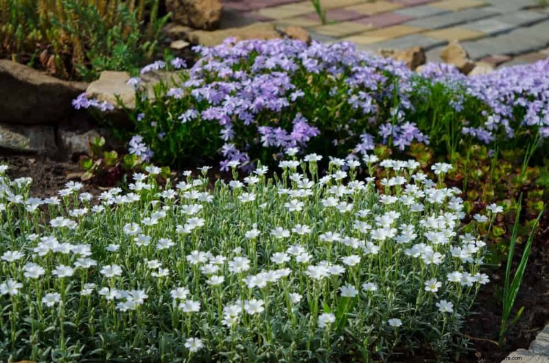 Native Plants for a Low-Maintenance, Wildlife-Friendly Garden