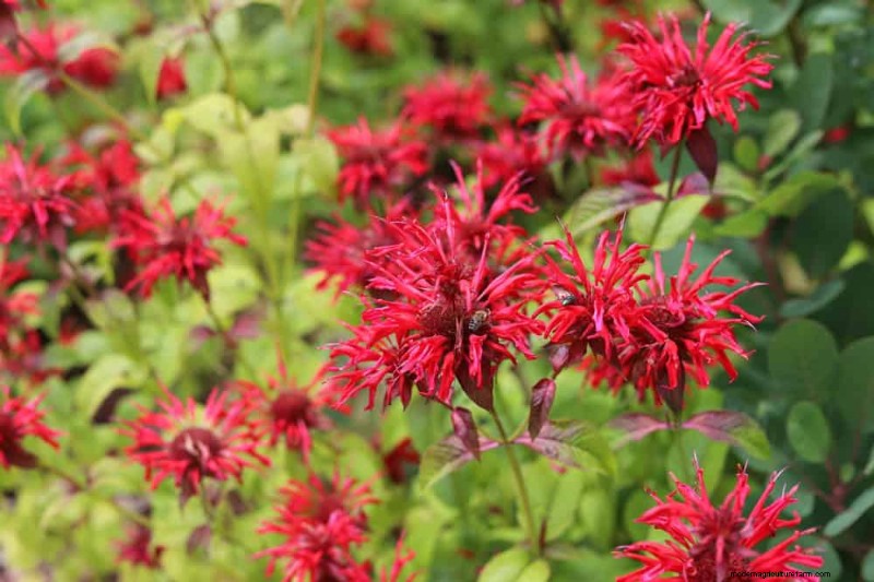 Native Plants for a Low-Maintenance, Wildlife-Friendly Garden