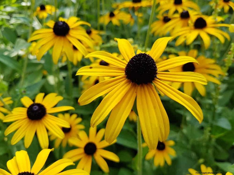 Native Plants for a Low-Maintenance, Wildlife-Friendly Garden