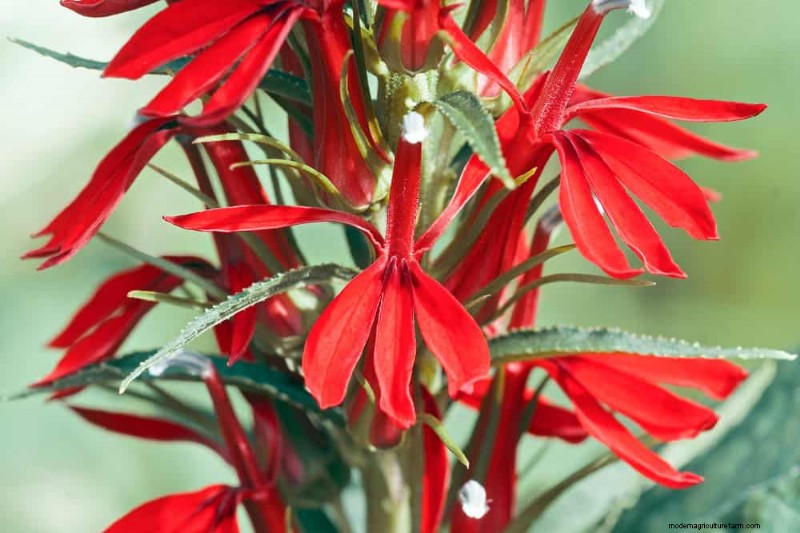 Native Plants for a Low-Maintenance, Wildlife-Friendly Garden