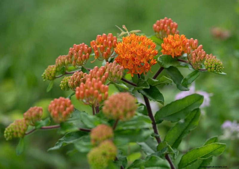 Native Plants for a Low-Maintenance, Wildlife-Friendly Garden