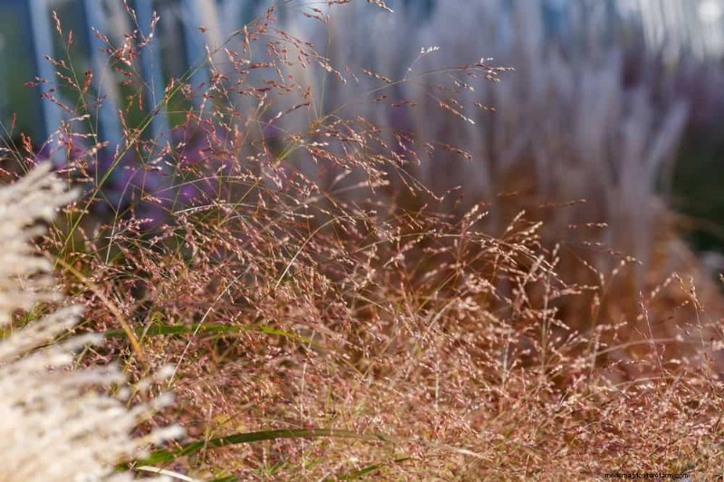 Native Plants for a Low-Maintenance, Wildlife-Friendly Garden