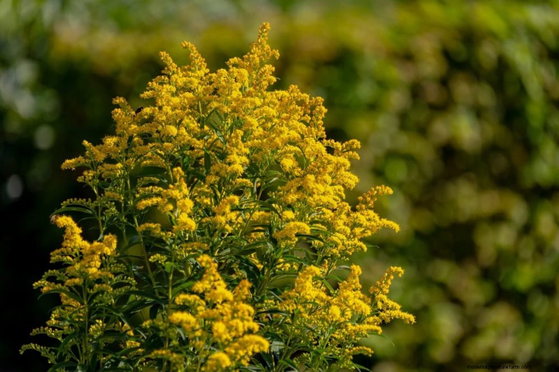 Native Plants for a Low-Maintenance, Wildlife-Friendly Garden