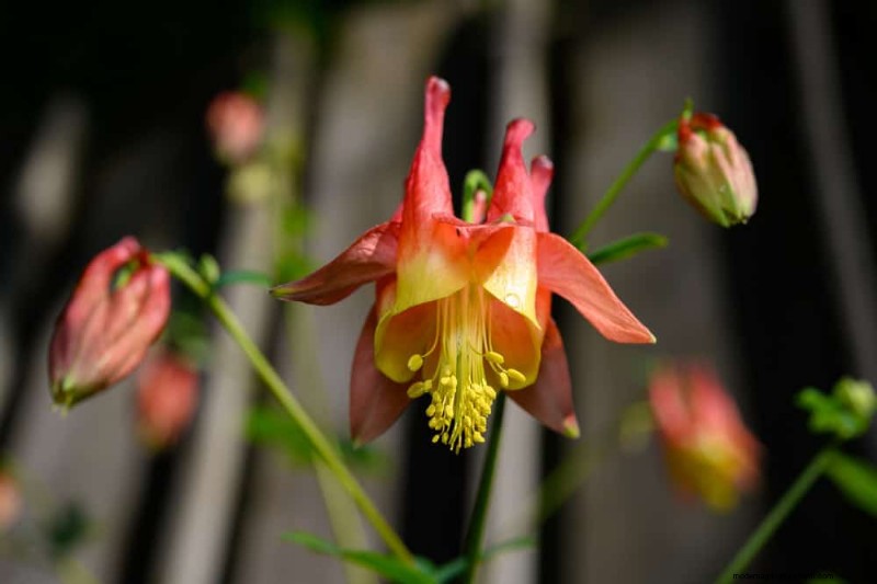 Native Plants for a Low-Maintenance, Wildlife-Friendly Garden
