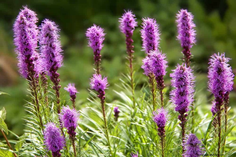 Native Plants for a Low-Maintenance, Wildlife-Friendly Garden