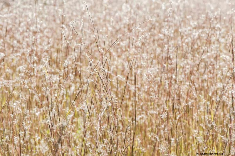 Native Plants for a Low-Maintenance, Wildlife-Friendly Garden