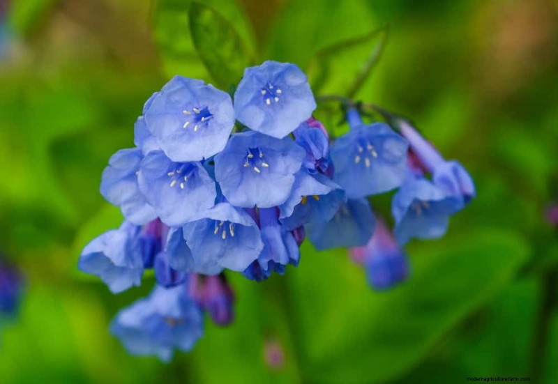 Native Plants for a Low-Maintenance, Wildlife-Friendly Garden