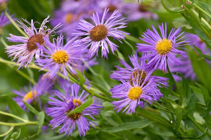 Native Plants for a Low-Maintenance, Wildlife-Friendly Garden