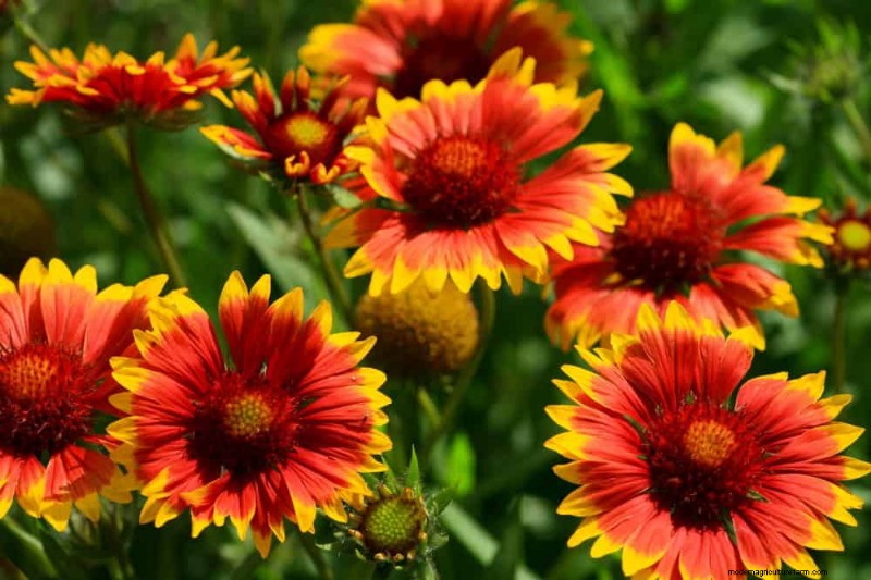 Native Plants for a Low-Maintenance, Wildlife-Friendly Garden