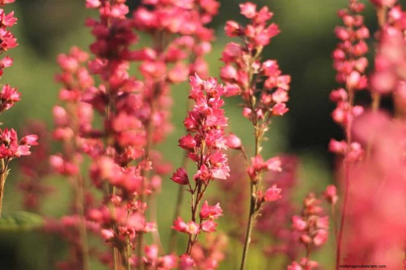 Native Plants for a Low-Maintenance, Wildlife-Friendly Garden