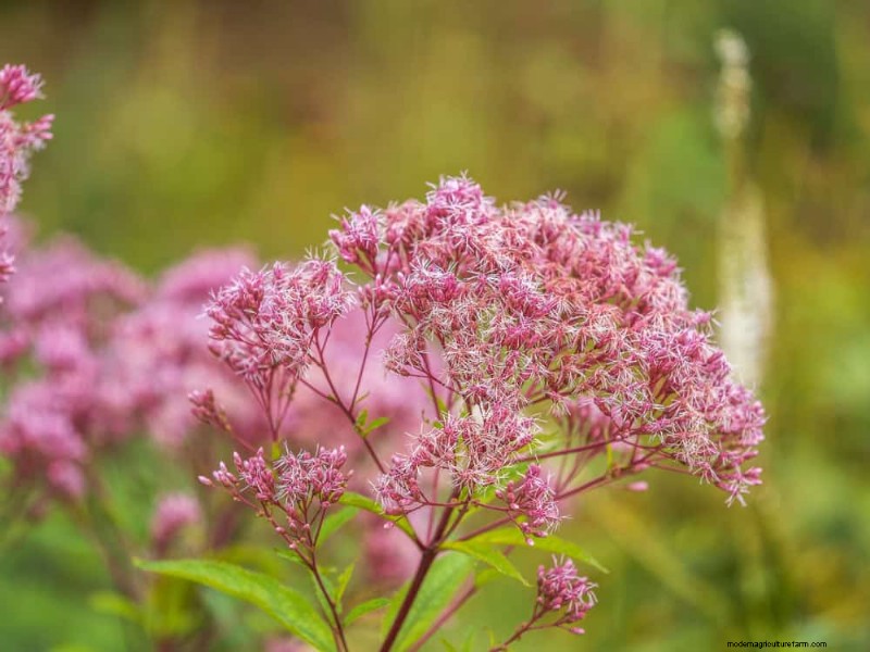 Native Plants for a Low-Maintenance, Wildlife-Friendly Garden