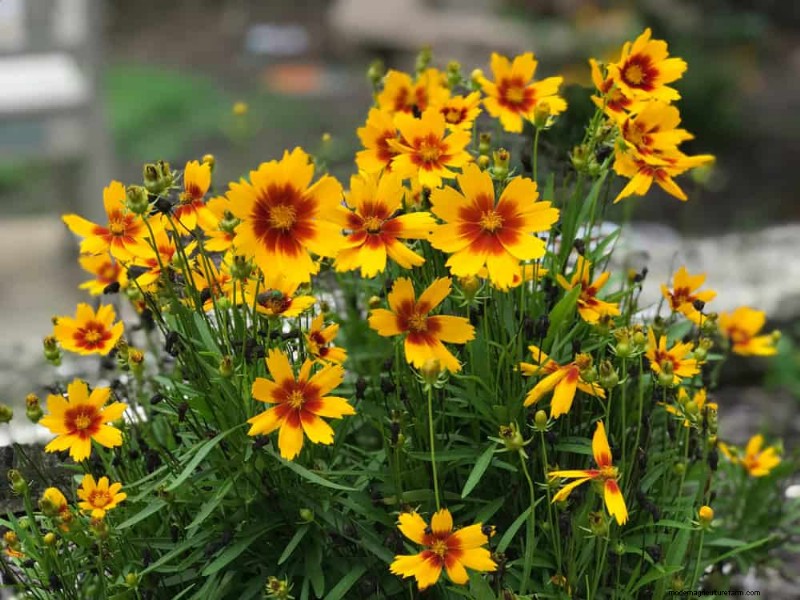 Native Plants for a Low-Maintenance, Wildlife-Friendly Garden