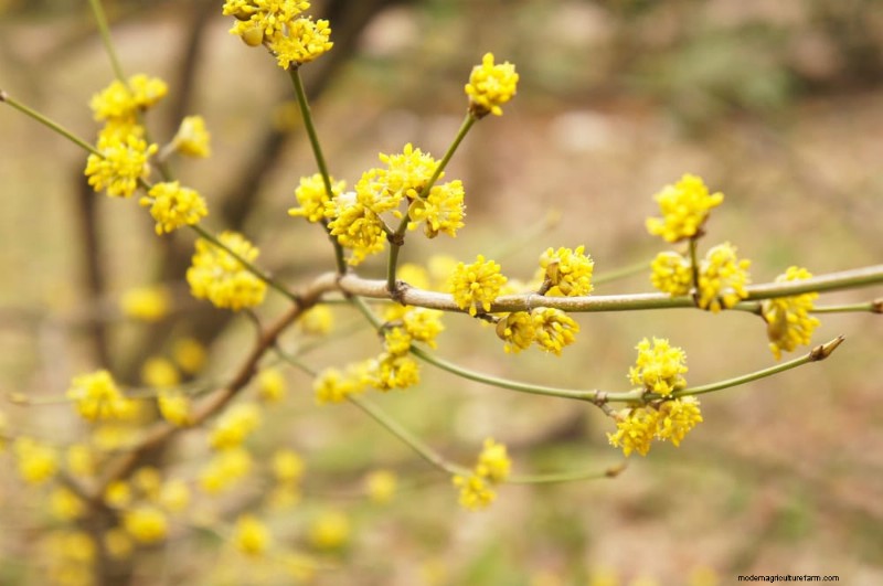Native Plants for a Low-Maintenance, Wildlife-Friendly Garden