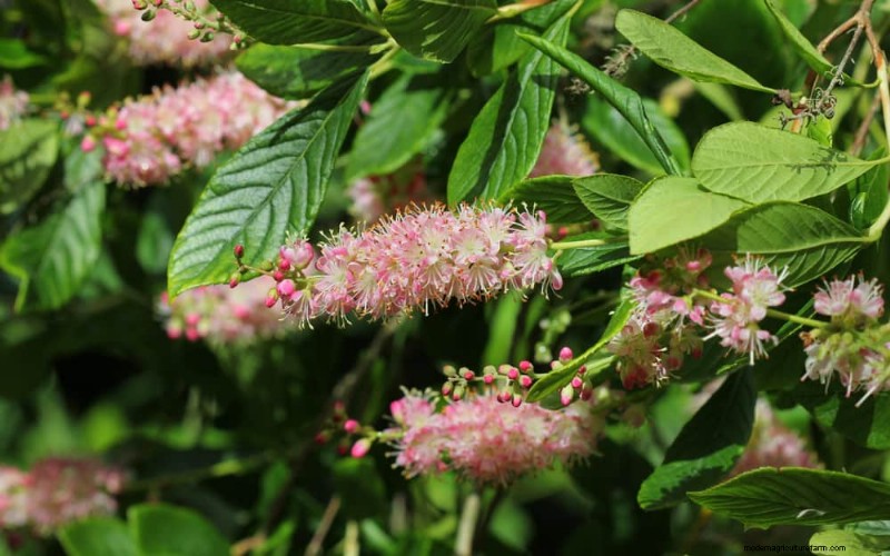 Native Plants for a Low-Maintenance, Wildlife-Friendly Garden