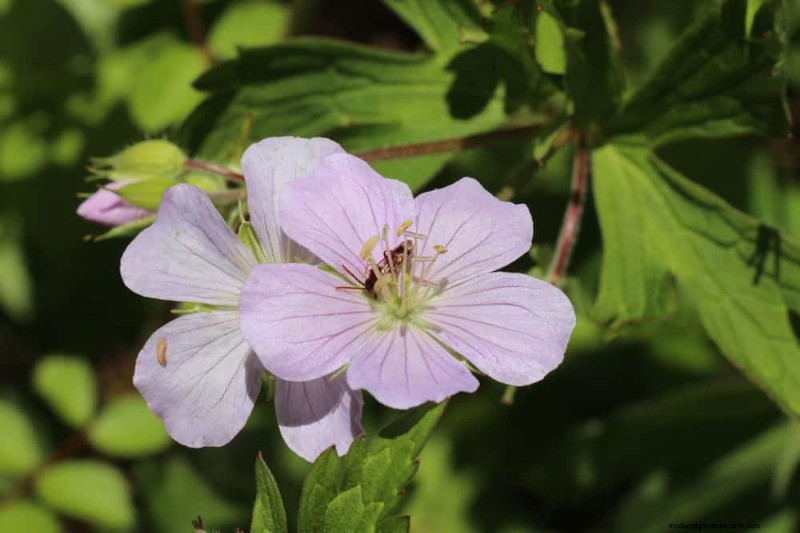 Native Plants for a Low-Maintenance, Wildlife-Friendly Garden