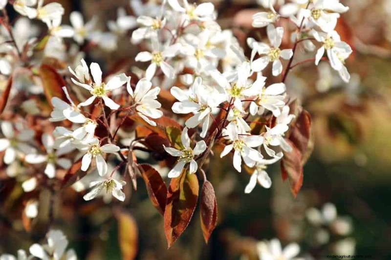 Native Plants for a Low-Maintenance, Wildlife-Friendly Garden
