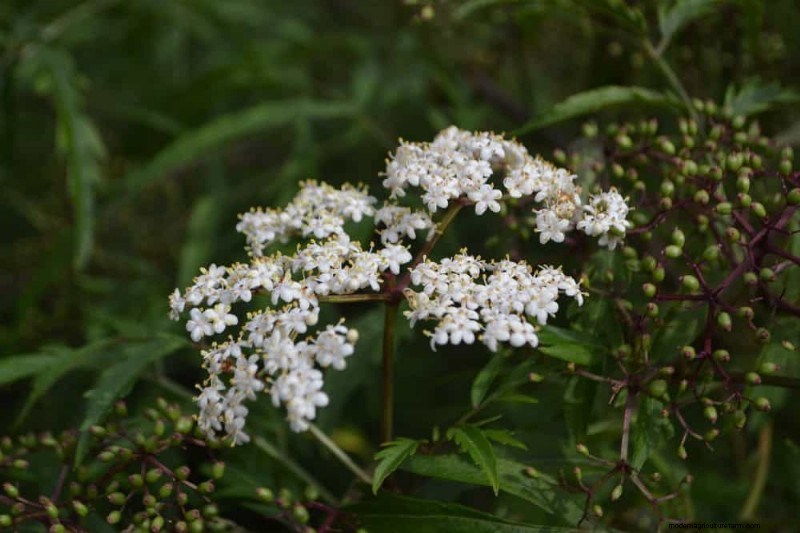 Native Plants for a Low-Maintenance, Wildlife-Friendly Garden