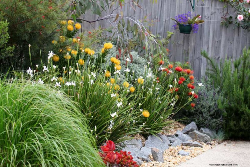 Native Plants for a Low-Maintenance, Wildlife-Friendly Garden