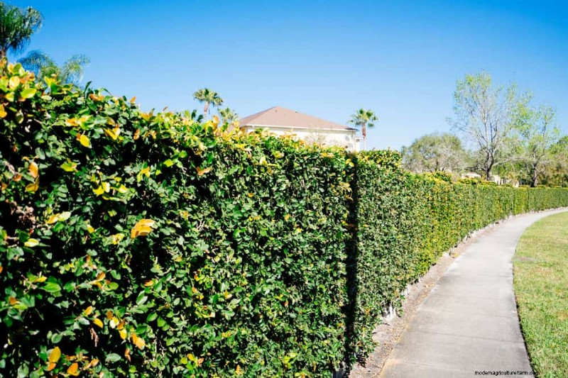 Fast-Growing Privacy Plants: Create a Natural Screen Quickly