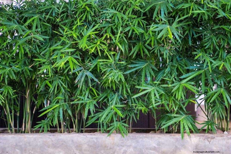 Fast-Growing Privacy Plants: Create a Natural Screen Quickly