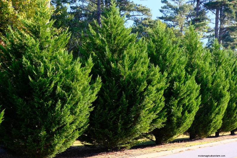 Fast-Growing Privacy Plants: Create a Natural Screen Quickly