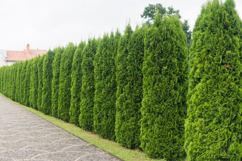 Fast-Growing Privacy Plants: Create a Natural Screen Quickly