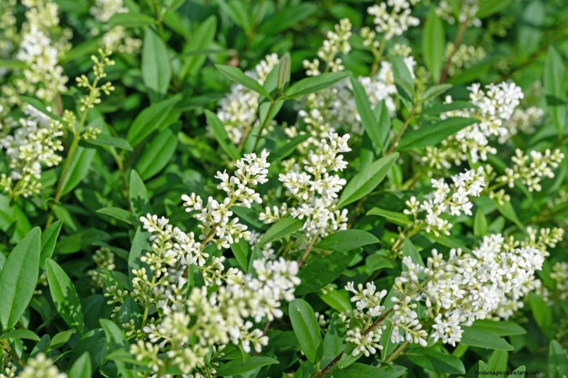Fast-Growing Privacy Plants: Create a Natural Screen Quickly