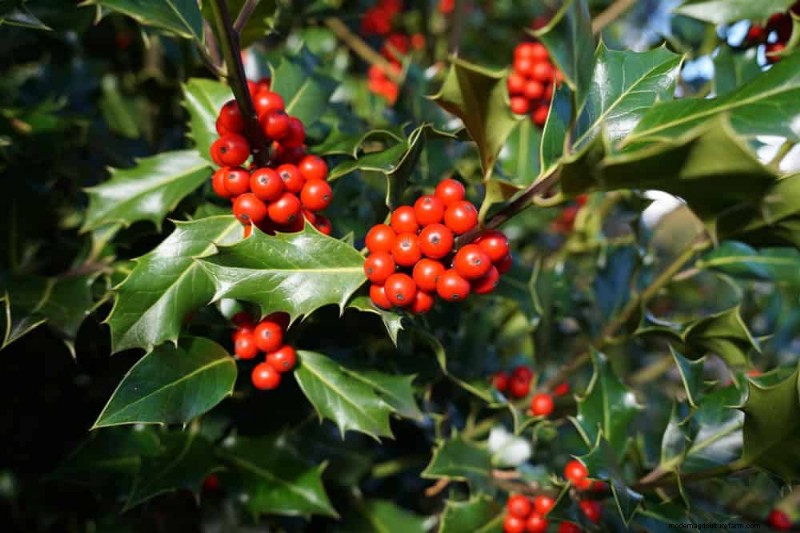 Fast-Growing Privacy Plants: Create a Natural Screen Quickly