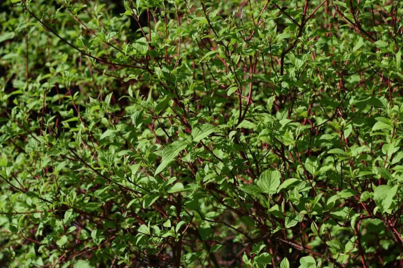 Fast-Growing Privacy Plants: Create a Natural Screen Quickly