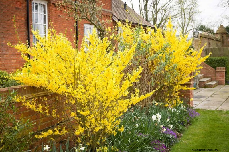 Fast-Growing Privacy Plants: Create a Natural Screen Quickly