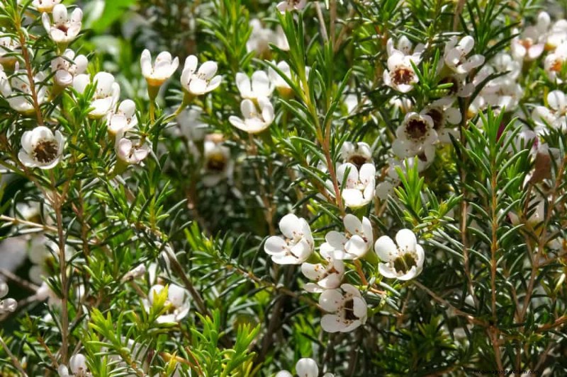 Fast-Growing Privacy Plants: Create a Natural Screen Quickly