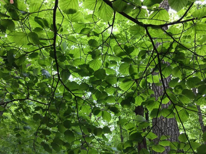 Fast-Growing Privacy Plants: Create a Natural Screen Quickly