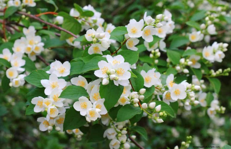 Fast-Growing Privacy Plants: Create a Natural Screen Quickly