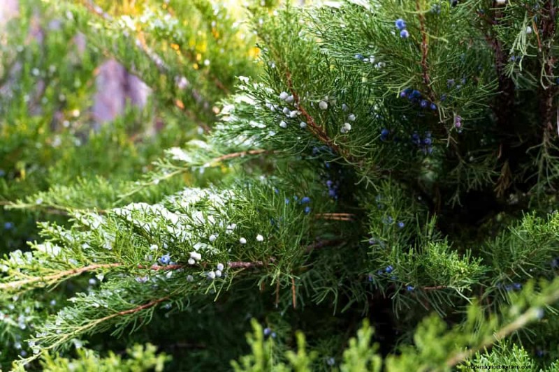 Fast-Growing Privacy Plants: Create a Natural Screen Quickly