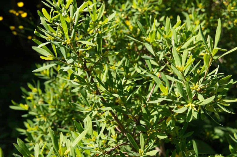 Fast-Growing Privacy Plants: Create a Natural Screen Quickly