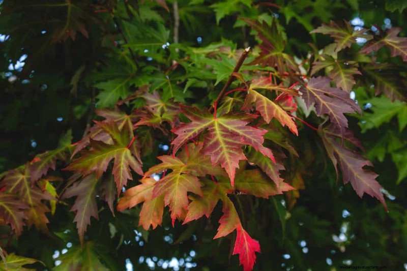 Fast-Growing Privacy Plants: Create a Natural Screen Quickly