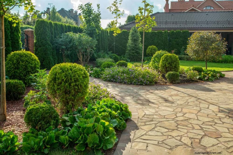 Fast-Growing Privacy Plants: Create a Natural Screen Quickly
