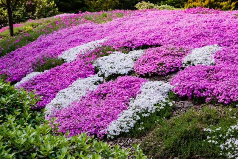18 Best Low-Maintenance Ground Covers for Weed Control & Garden Beauty