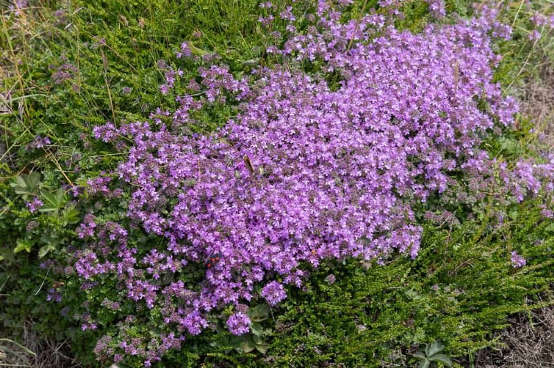 18 Best Low-Maintenance Ground Covers for Weed Control & Garden Beauty