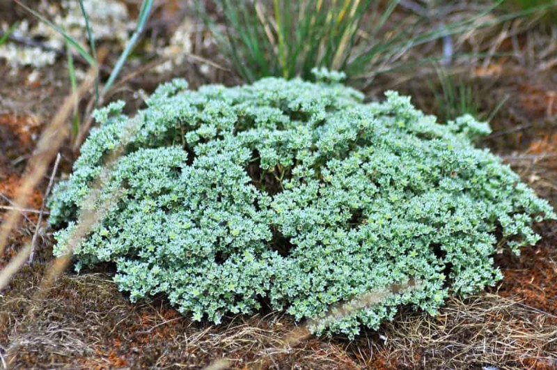 18 Best Low-Maintenance Ground Covers for Weed Control & Garden Beauty