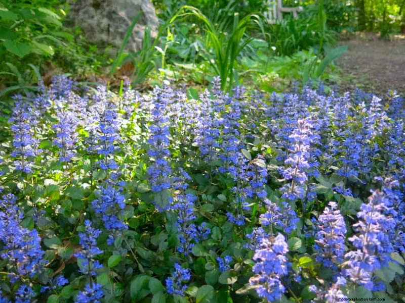 18 Best Low-Maintenance Ground Covers for Weed Control & Garden Beauty