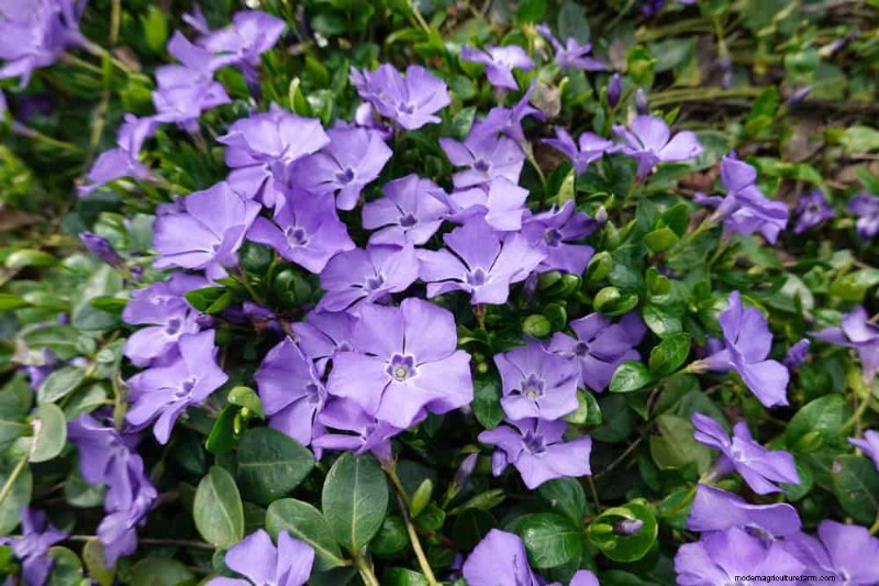 18 Best Low-Maintenance Ground Covers for Weed Control & Garden Beauty