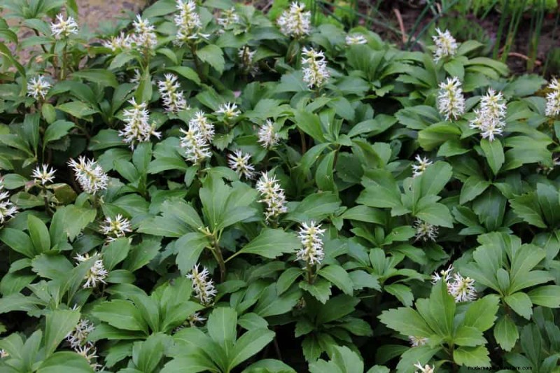 18 Best Low-Maintenance Ground Covers for Weed Control & Garden Beauty