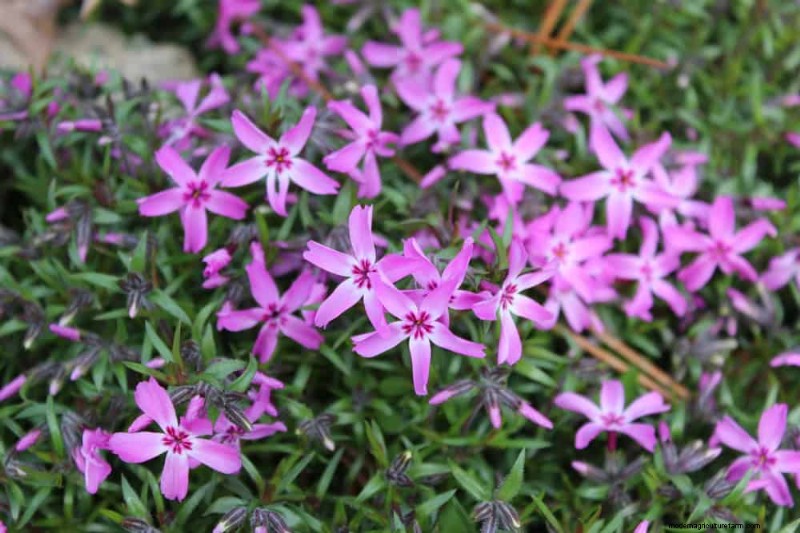 18 Best Low-Maintenance Ground Covers for Weed Control & Garden Beauty