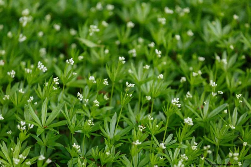 18 Best Low-Maintenance Ground Covers for Weed Control & Garden Beauty
