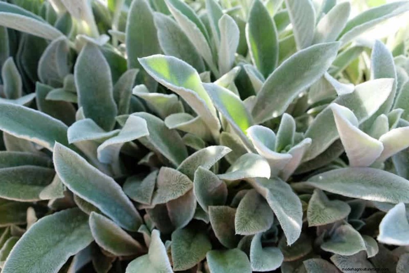 18 Best Low-Maintenance Ground Covers for Weed Control & Garden Beauty