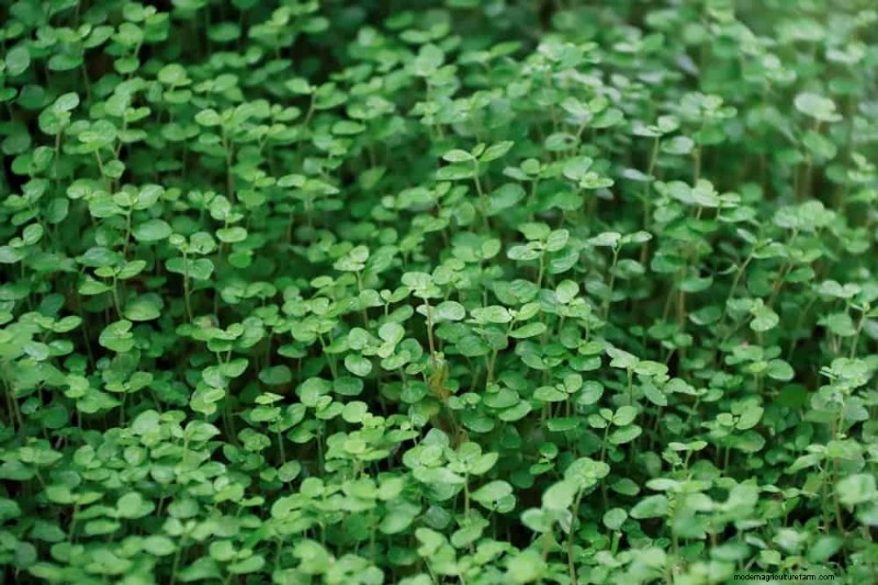 18 Best Low-Maintenance Ground Covers for Weed Control & Garden Beauty