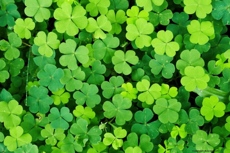 18 Best Low-Maintenance Ground Covers for Weed Control & Garden Beauty
