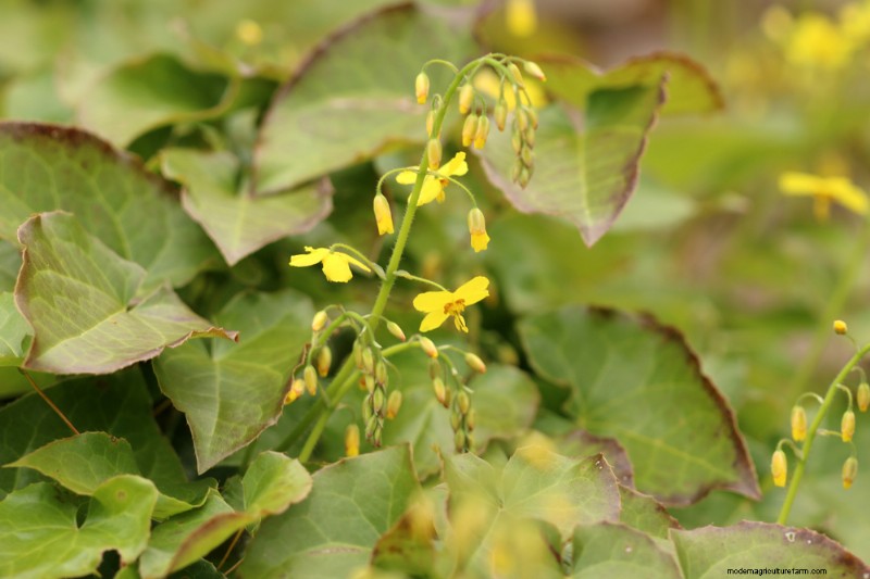 18 Best Low-Maintenance Ground Covers for Weed Control & Garden Beauty